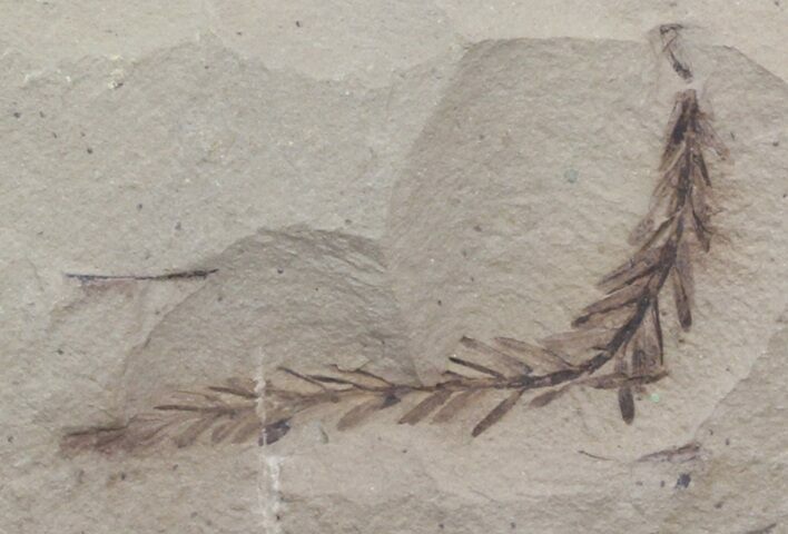 Metasequoia (Dawn Redwood) Fossil - Montana #41470